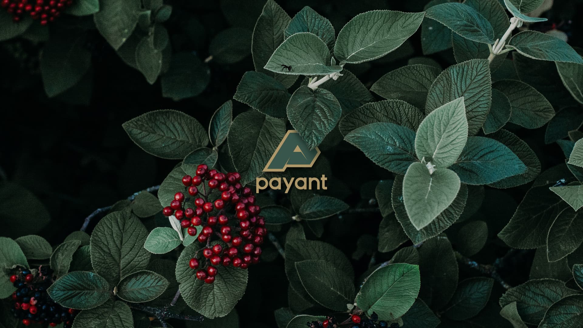 <strong>Identity for the new PAYANT payment system</strong>